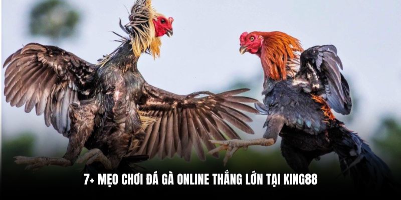 7+ mẹo chơi đá gà online thắng lớn tại King88