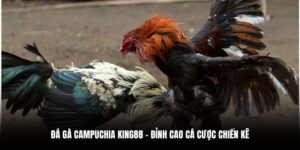đá gà Campuchia