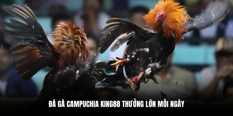 Đá gà Campuchia King88 thưởng lớn mỗi ngày
