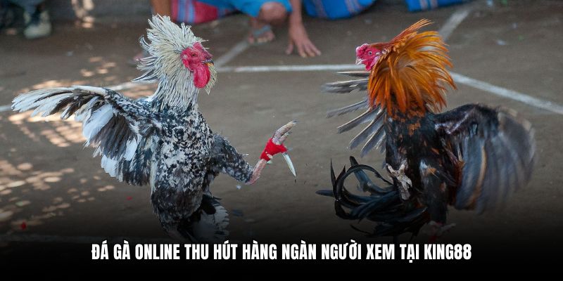 Đá gà online thu hút hàng ngàn người xem tại King88