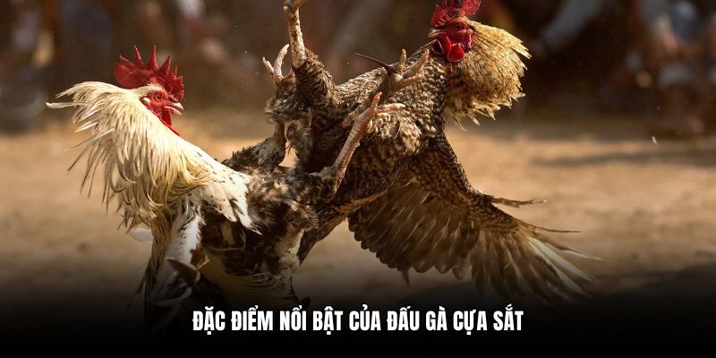 Đặc điểm nổi bật của đấu gà cựa sắt