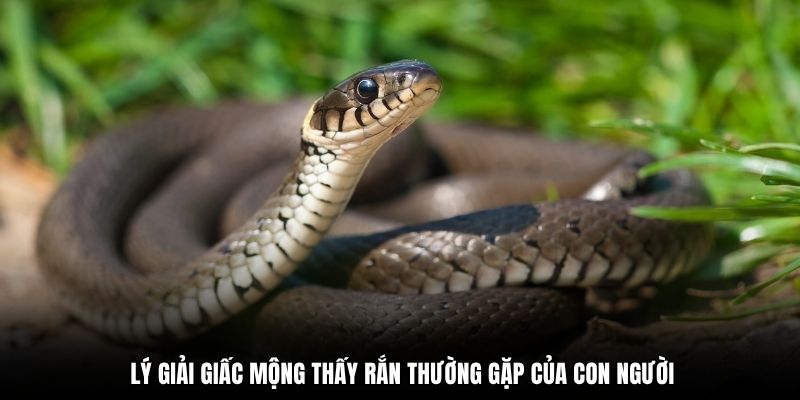 Lý giải giấc mộng thấy rắn thường gặp của con người