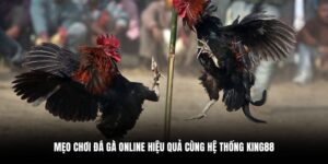 mẹo chơi đá gà online
