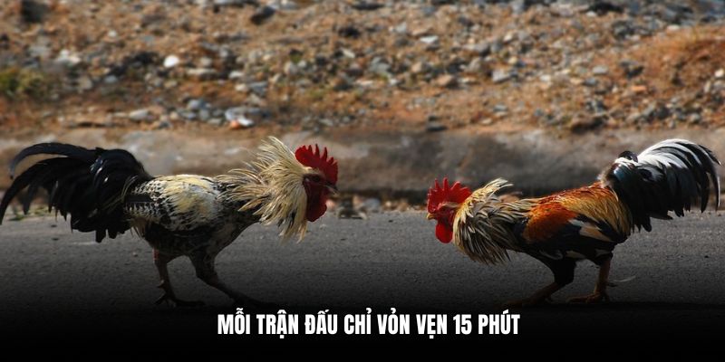 Mỗi trận đấu chỉ vỏn vẹn 15 phút