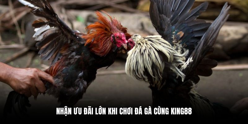 Nhận ưu đãi lớn khi chơi đá gà cùng King88
