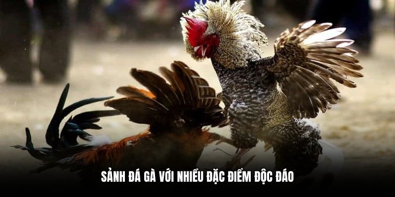Sảnh đá gà với nhiều đặc điểm độc đáo