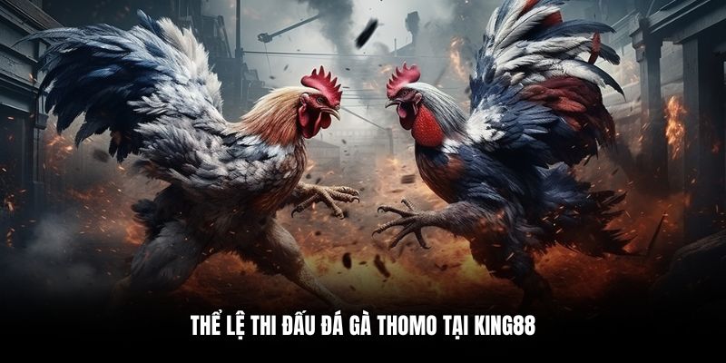 Thể lệ thi đấu đá gà thomo tại King88