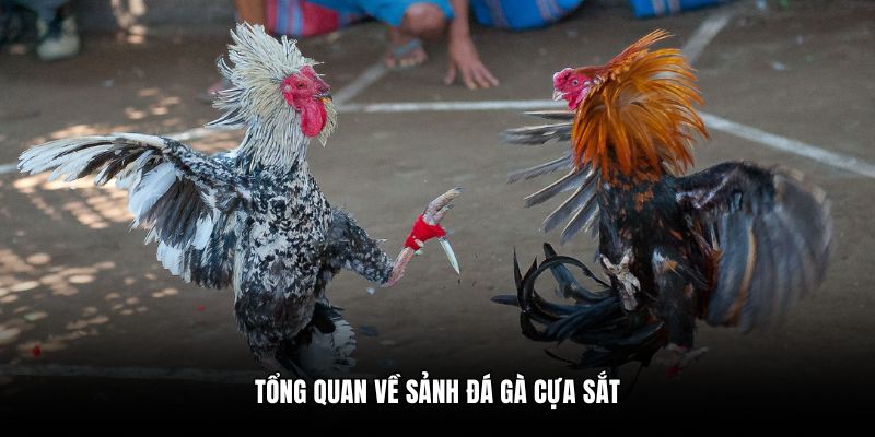 Tổng quan về sảnh đá gà cựa sắt
