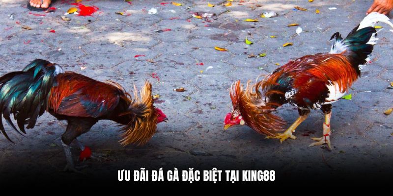 Ưu đãi đá gà đặc biệt tại King88