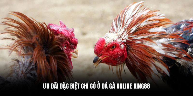 Ưu đãi đặc biệt chỉ có ở đá gà online King88