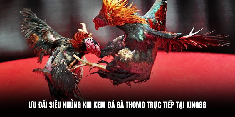 Ưu đãi siêu khủng khi xem đá gà Thomo trực tiếp tại King88