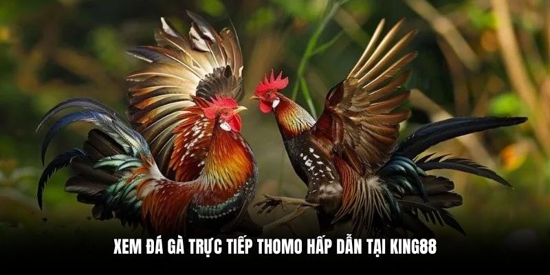 Xem đá gà trực tiếp Thomo hấp dẫn tại King88