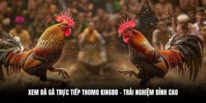 Xem Đá Gà Trực Tiếp Thomo